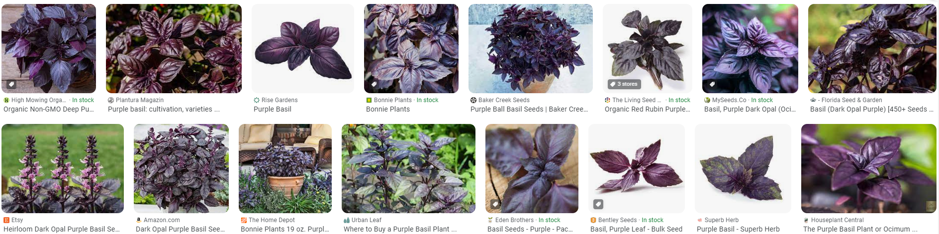 purplebasil.png