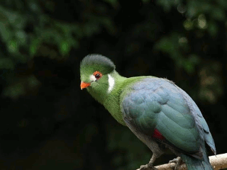 turaco.png